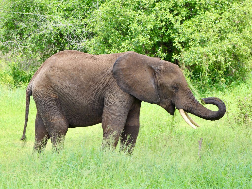 Singlereizen Tanzania olifanten spotten